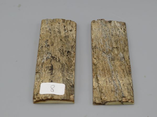 Coppia di piastrine di zanna fossile di mammut con crosta 104x33x6 mm.