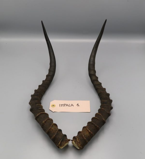 Coppia di corna di impala