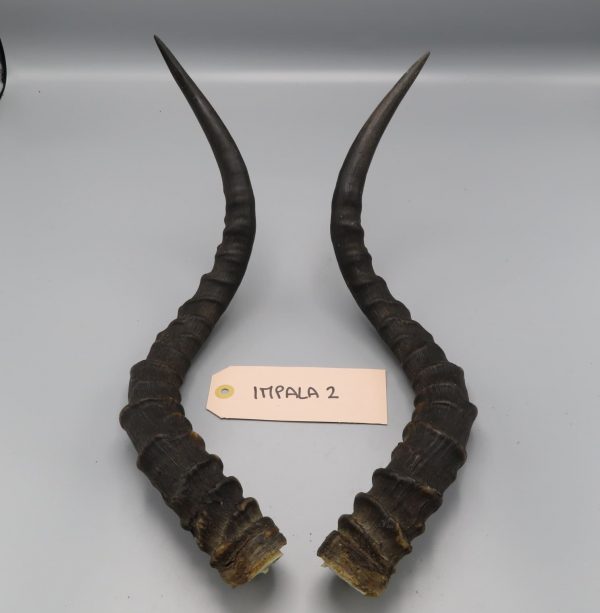 Coppia di corna di impala