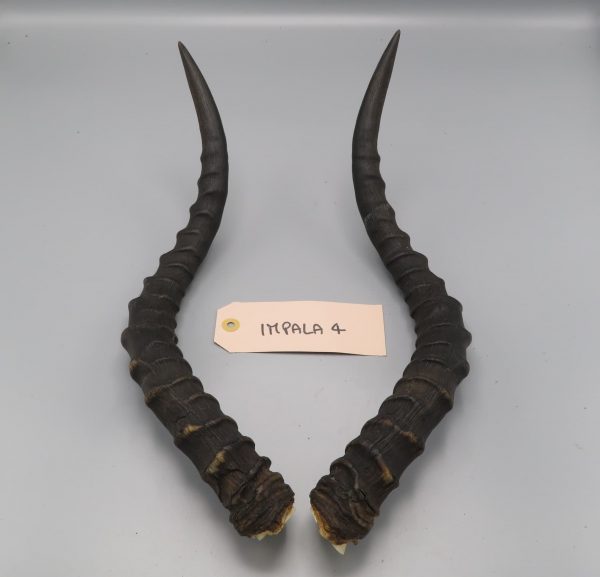 Coppia di corna di impala