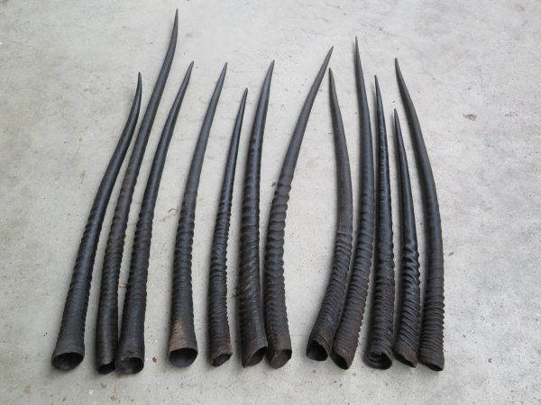 Corna di orice