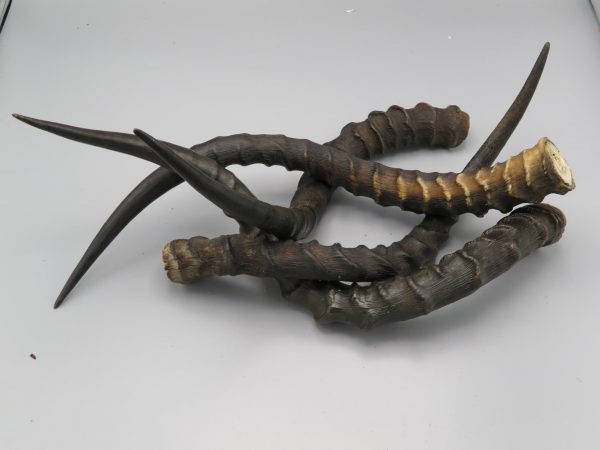 Corna di impala