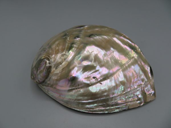 Abalone