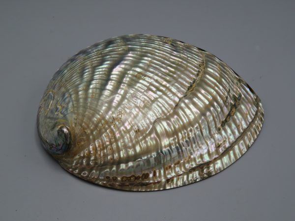 Abalone