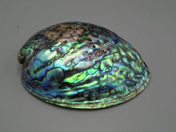 Abalone (Haliotis Iris)