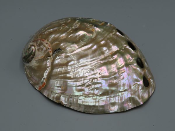 Abalone