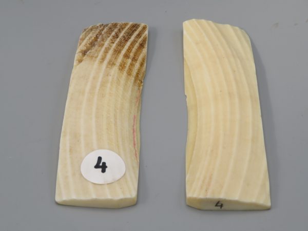 Coppia di piastrine in zanna di ippopotamo 123x34x6/8 mm.