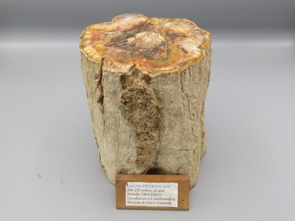 Porzione di legno fossile