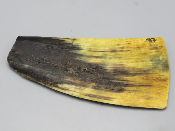 Piastra in corno bovino tipo "brasile"