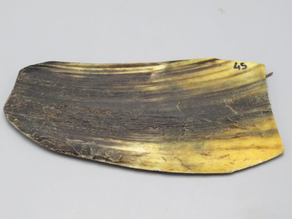 Piastra in corno bovino tipo "brasile"