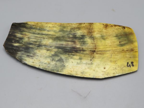 Piastra in corno bovino tipo "brasile"
