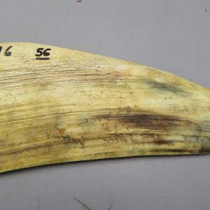 Piastra in corno bovino tipo "brasile"