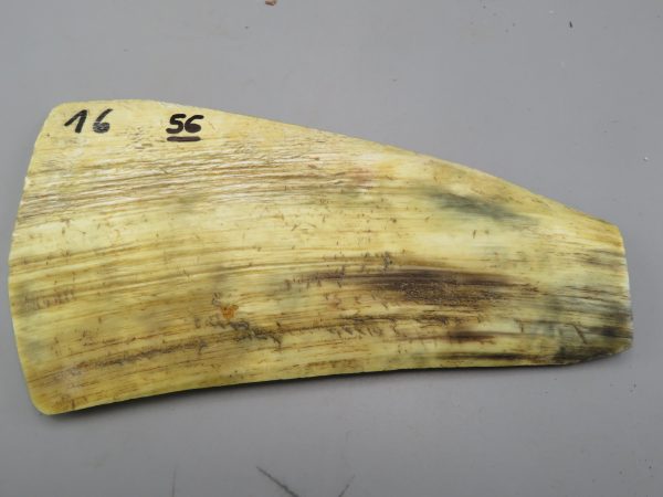 Piastra in corno bovino tipo "brasile"