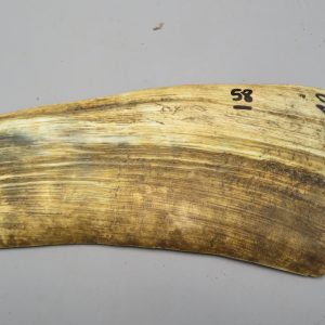 Piastra in corno bovino tipo "brasile"