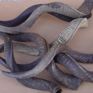 Corna di kudu singole 35-50 cm