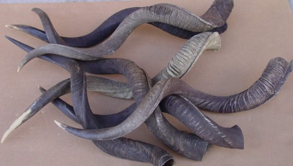 Corna di kudu singole 35-50 cm
