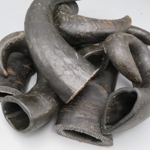 Corno di bufalo vuoto